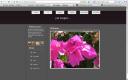 ancut website